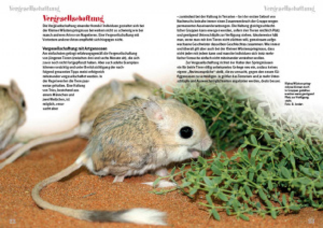 Die Kleine Wüstenspringmaus